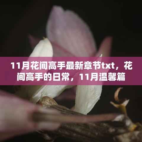 花间高手的温馨日常,最新章节与温馨篇章