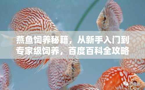 燕鱼饲养秘籍,从新手入门到专家级饲养,百度百科全攻略