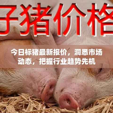 今日标猪最新报价，洞悉市场动态，把握行业趋势先机