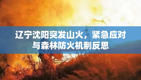 辽宁沈阳突发山火，紧急应对与森林防火机制反思